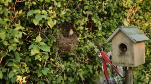 5 conseils simples pour faire nicher les oiseaux dans votre jardin, et voici pourquoi ça marche