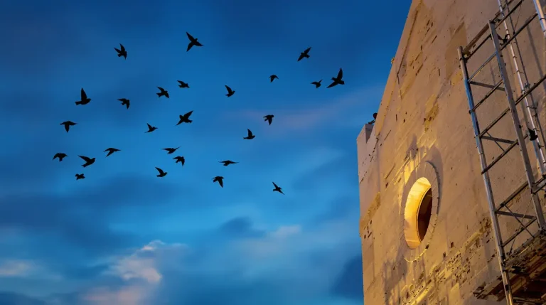 « Ce seront des nids cinq étoiles » : à Nîmes, un hôtel de luxe va devenir un abri pour les martinets noirs