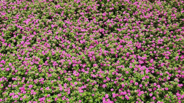 Elle fleurit, sent bon et éloigne les moustiques : la plante à planter avant la fin du mois