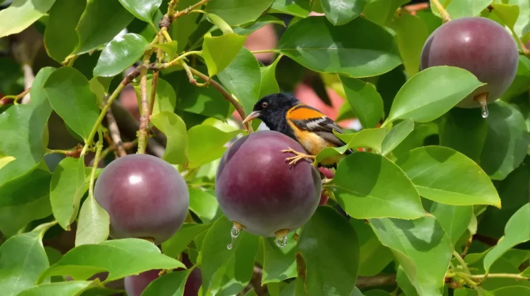 Frelon asiatique : cet arbre fruitier est un véritable aimant au jardin, mieux vaut le savoir