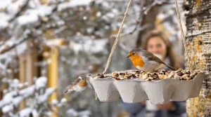 Ne jetez plus vos vieilles boîtes d’œufs : au jardin, elles attirent les oiseaux tout l’hiver