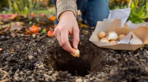 7 cm : la profondeur exacte pour planter vos bulbes et obtenir un massif fleuri toute l’année