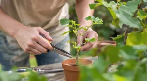 C'est le bon moment pour multiplier votre figuier : une simple branche suffit avec cette technique