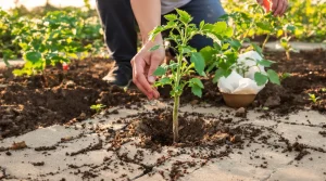Ce geste simple à la plantation aide les tomates à mieux résister à la chaleur et au manque d’eau