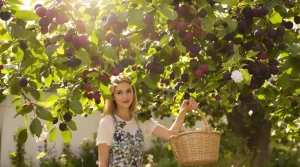 Cet arbre donne des fruits tout l’été, et pourtant très peu pensent à le planter au jardin