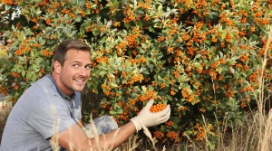 Cet arbre fruitier oublié donne des récoltes incroyables, et presque personne n’y pense vraiment