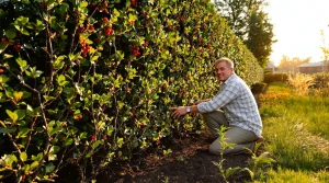 Comment créer une haie défensive pour se protéger efficacement, voici les plantes à choisir