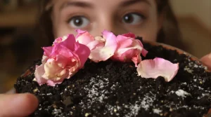 Faut-il laisser les fleurs fanées sur le terreau ? La réponse claire à vos questions