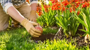 Fini les monticules de terre : cette plante protège votre pelouse des taupes sans effort