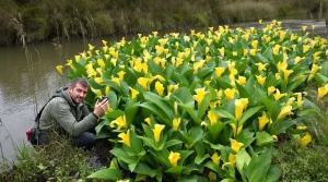 Interdite en Europe, cette plante est encore régulièrement retrouvée en Belgique : « Malgré ses belles fleurs, elle n&rsquo;est pas la bienvenue chez nous »
