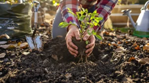 Le fruitier le plus simple du jardin : même sans main verte, il pousse facilement chez vous