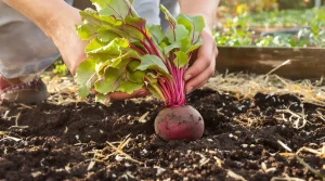 Le semis le plus gratifiant d’avril : cette racine rustique et douce pousse sans la moindre corvée