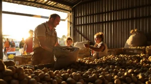 Pas-de-Calais : au lieu de les jeter, un agriculteur offre gratuitement ses pommes de terre invendues