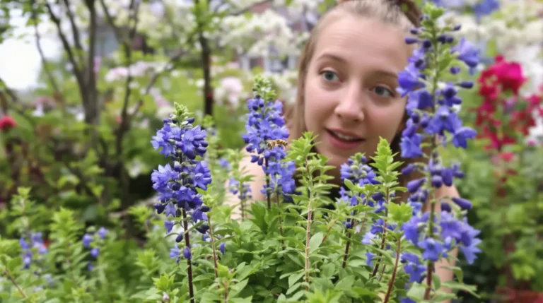 À planter maintenant : cette vivace aux fleurs bleues attire les abeilles et sublime le jardin