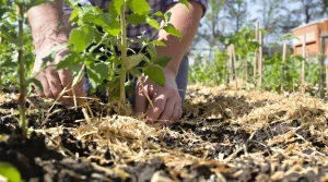 Potager : ce geste d’avril que les maraîchers font pour éviter de gâcher vos récoltes d’été