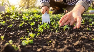 Potager : cette technique de semis des maraîchers évite les mauvaises herbes et des heures de désherbage