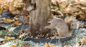 Pourquoi les jardiniers saupoudrent désormais du café sur les mangeoires à oiseaux