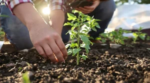 Tomates : le moment idéal pour les planter en pleine terre que trop de jardiniers ratent