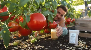 Tomates plus grosses et plus savoureuses : ajoutez 3 cuillères de ce produit à l’eau, voici pourquoi