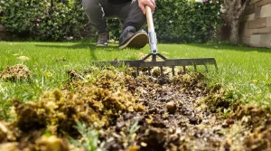 Votre pelouse est envahie de mousse après l’hiver ? Le geste tout simple que les paysagistes appliquent toujours
