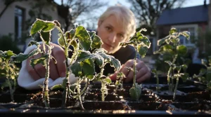 Après les Saints de Glace, tout le monde ressort ses plants : dans ces 4 régions, c’est encore trop tôt
