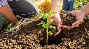 Au printemps, ces gestes à la plantation aident les tomates à mieux s’enraciner et à moins dépendre de l’eau