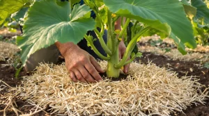 Ce geste sur les courgettes peut doubler la récolte, et les anciens le faisaient toujours en mai
