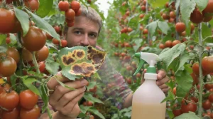 Contre le mildiou des tomates, cette astuce au lait confirme son efficacité et respecte le jardin