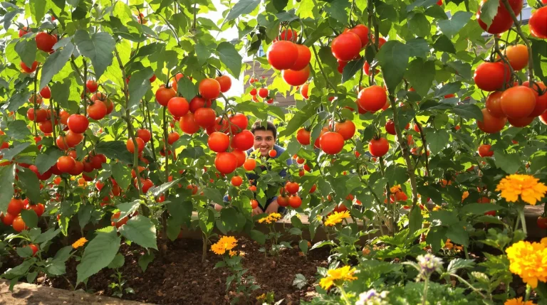 Cultiver des tomates sans produits chimiques : les associations de plantes pour un potager équilibré
