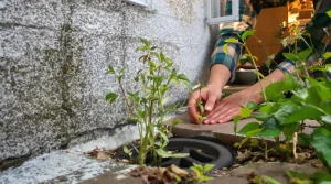 Elle abîme fondations et canalisations, pourtant chaque printemps, on la cueille pour la cuisiner