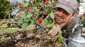 En mars, faites cette étape simple pour des rosiers épanouis et un jardin fleuri tout l’été