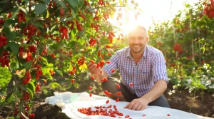 Fini les tomates : voici le petit fruit tendance que vous allez adorer cultiver au potager cet été