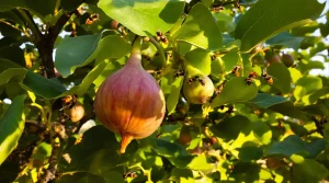 Frelons asiatiques : attention à cet arbre fruitier qui les attire massivement, voici pourquoi