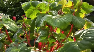 J’ai dépensé des fortunes en antipucerons : ce plant du potager a réglé le problème en 48 h