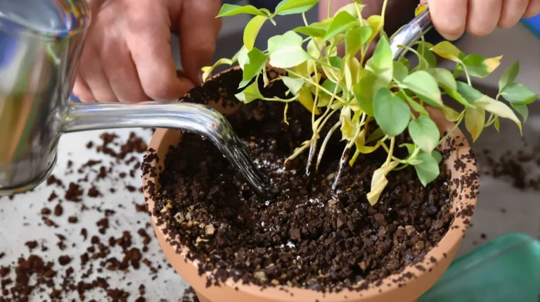 Accueil J’étalais du marc de café pour nourrir mes plantes : en grattant cette croûte un mois plus tard, j’ai compris pourquoi elles mouraient de soif