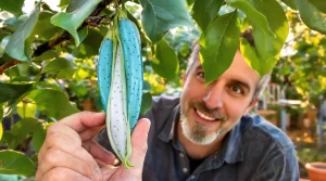 La plante de la semaine : cet arbuste aux « saucisses » bleues comestibles pousse très bien en France
