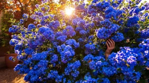 La plante de la semaine : venue de Californie, elle aime le soleil et couvre le jardin d’un bleu éclatant