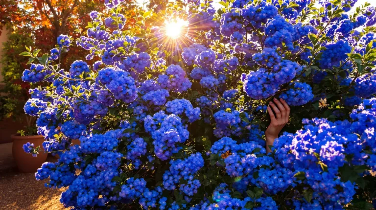 La plante de la semaine : venue de Californie, elle aime le soleil et couvre le jardin d’un bleu éclatant