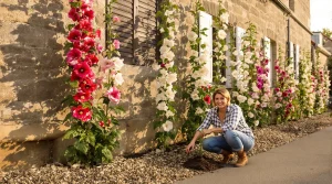 Les anciens plantaient des roses trémières contre les murs : la raison oubliée depuis trois générations