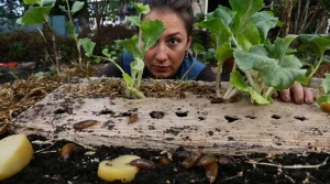 Méthodes naturelles contre les limaces au potager : réussissez vos récoltes printanières