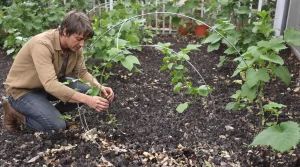 Peu de jardiniers utilisent ce vieux cintre pour maintenir les tiges fragiles au potager