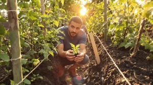 Plantation de tomates : la distance idéale entre les plants pour éviter les erreurs au potager