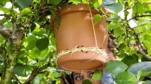 Pucerons : pourquoi un simple pot renversé dans le jardin protège vraiment vos plantes