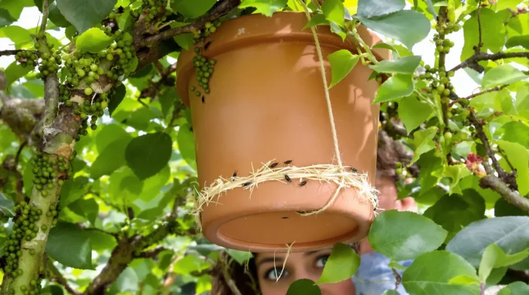 Pucerons : pourquoi un simple pot renversé dans le jardin protège vraiment vos plantes