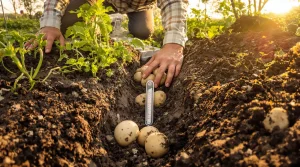 Quand planter des pommes de terre : un pro révèle les clés pour obtenir une récolte abondante