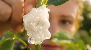 Qui a craché sur mon arbre ? La vérité sur cette étrange bête baveuse qui envahit nos jardins