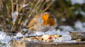 Rouges-gorges affamés cet hiver : 6 aliments à laisser dehors que la plupart des amateurs d'oiseaux oublient d'offrir