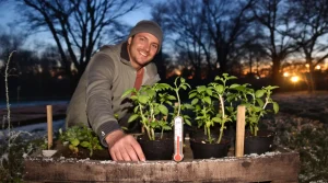 Tomates : ce que calculent les maraîchers pour planter à la bonne date, voici pourquoi