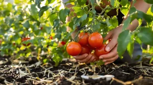 Tomates plus grosses et plus savoureuses : ajoutez 3 cuillères de ce produit à l’eau et découvrez pourquoi