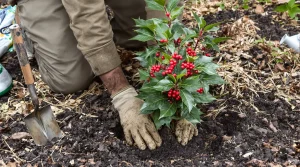 Voici la plante à planter en mars pour attirer la chance et le renouveau au jardin, voici pourquoi